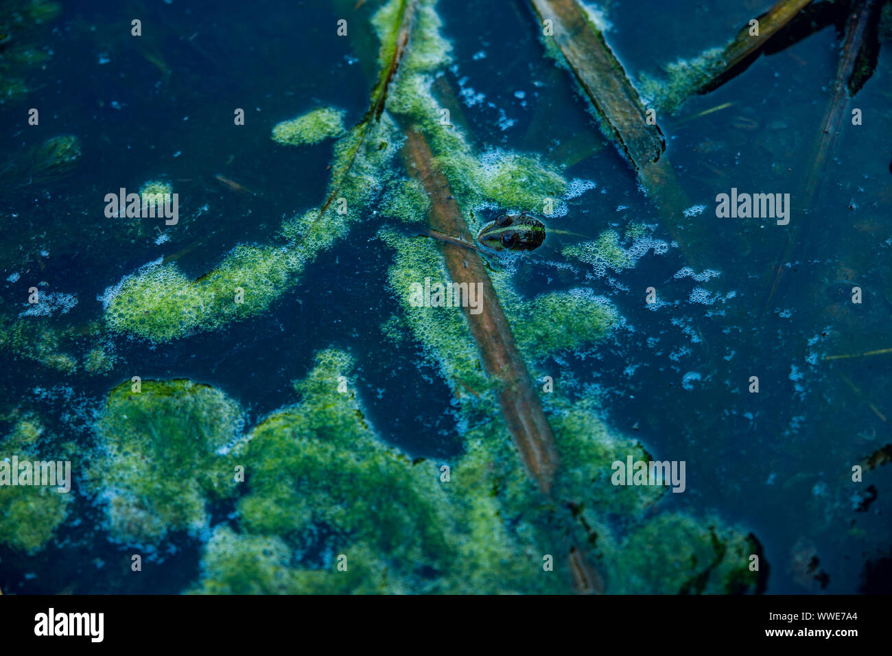 Frog in the dirty pond water of a lake Stock Photo