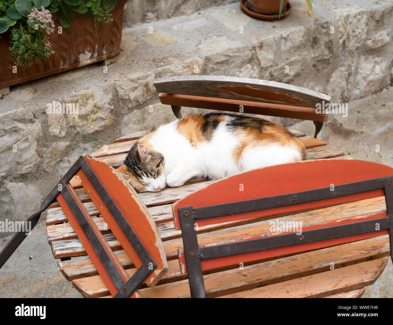 Cat asleep on table, Puget-Théniers, France, Europe Stock Photo