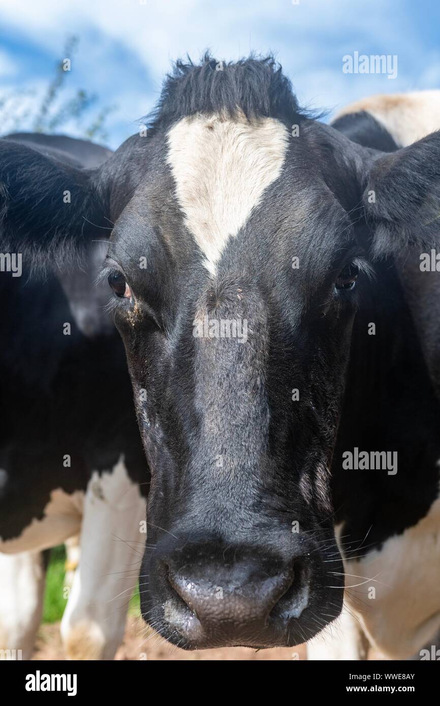 Black and white cattle hi-res stock photography and images - Alamy