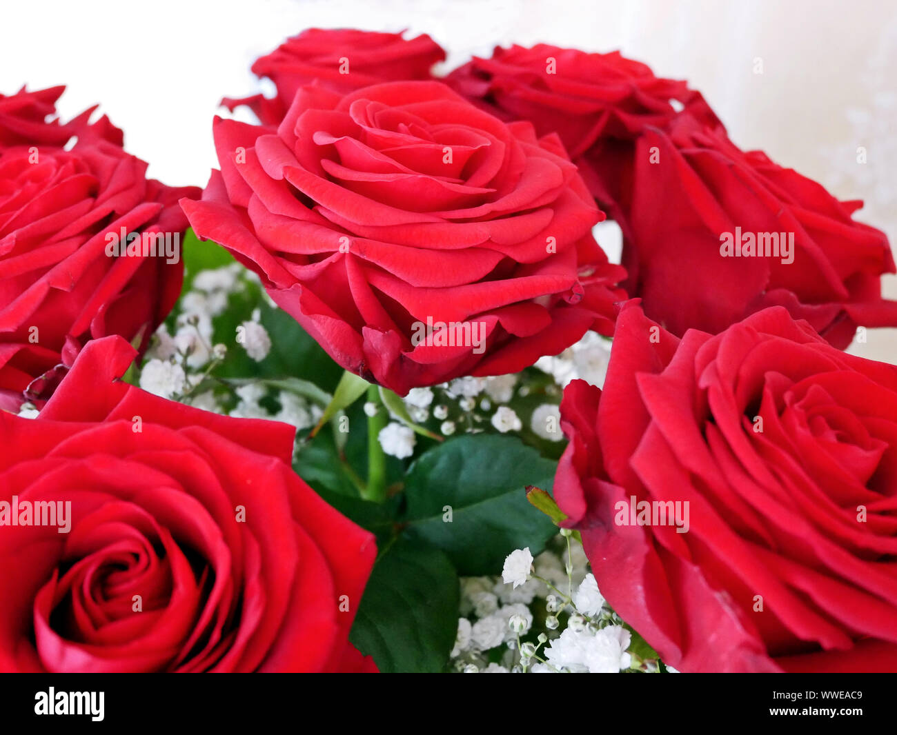 Bundle of roses hires stock photography and images Alamy