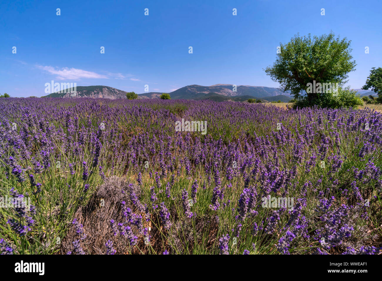 Lavender field, Valensole, Plateau de Valensole, Provence, Frankreich