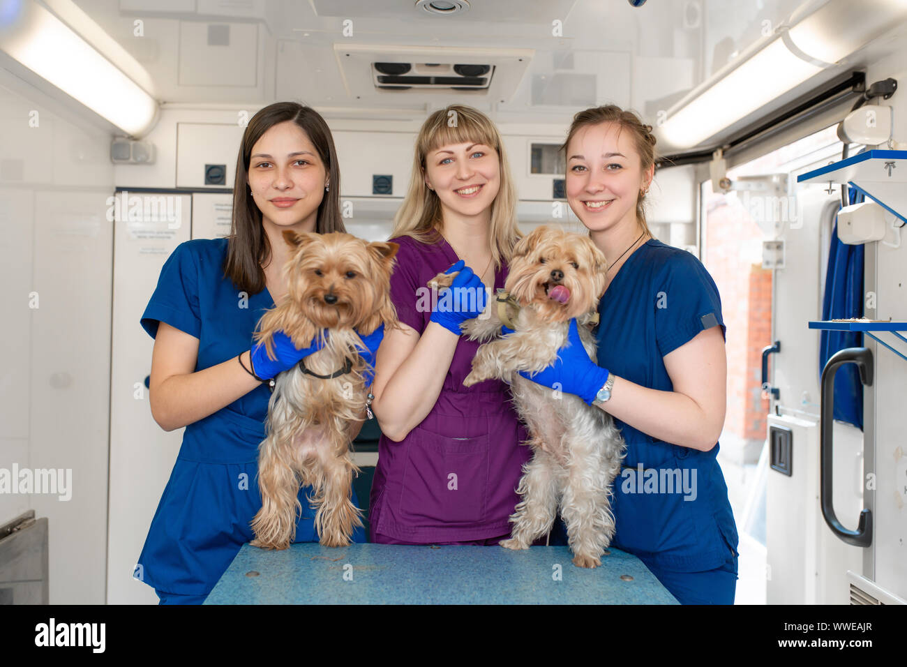 Young women professional pet doctors posing with yorkshire terriers