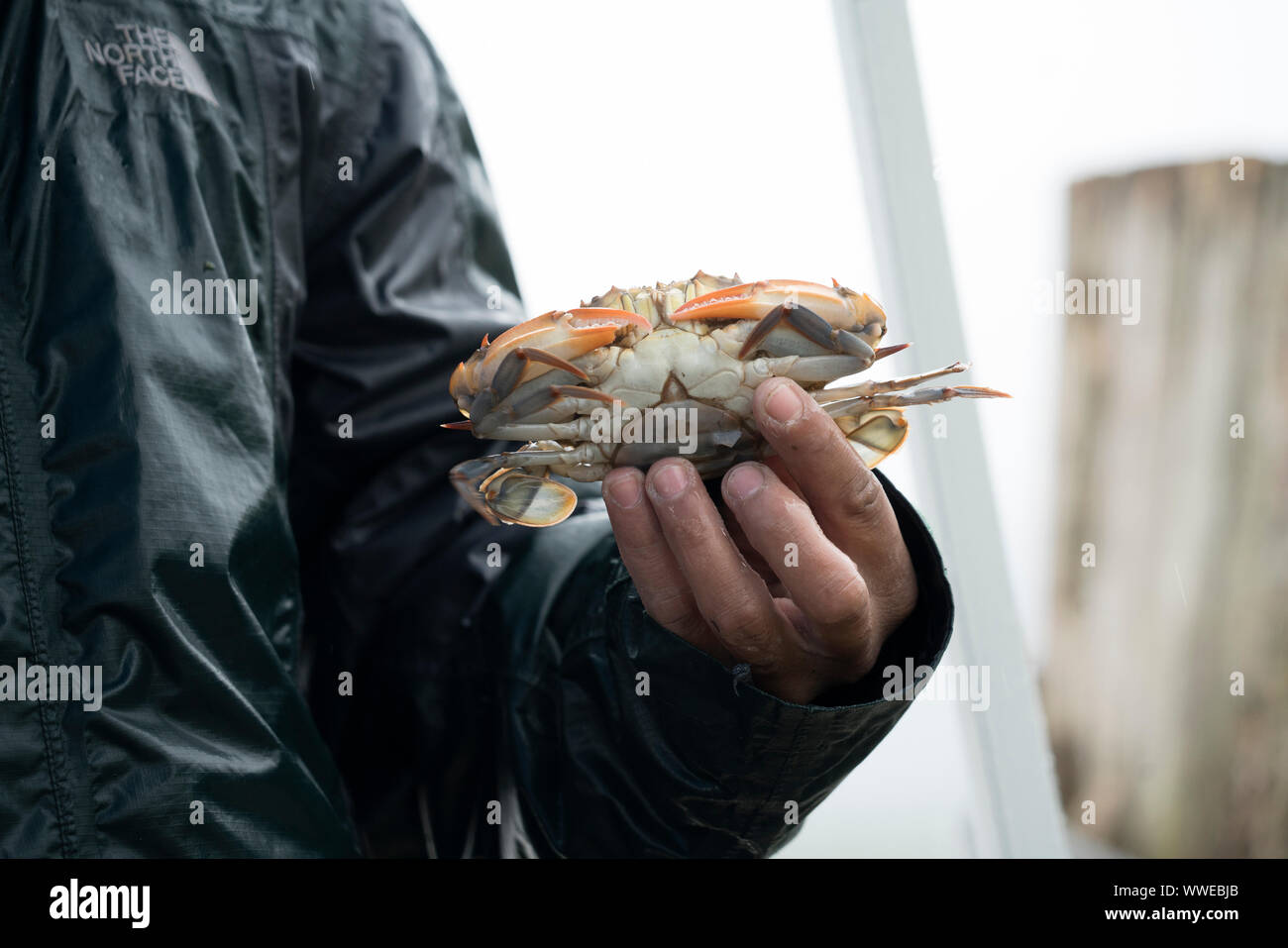 A female blue crab, caught in the Hudson River at Bear Mountain State Park. It’s illegal to keep the females, who are needed to repopulate the river. Stock Photo
