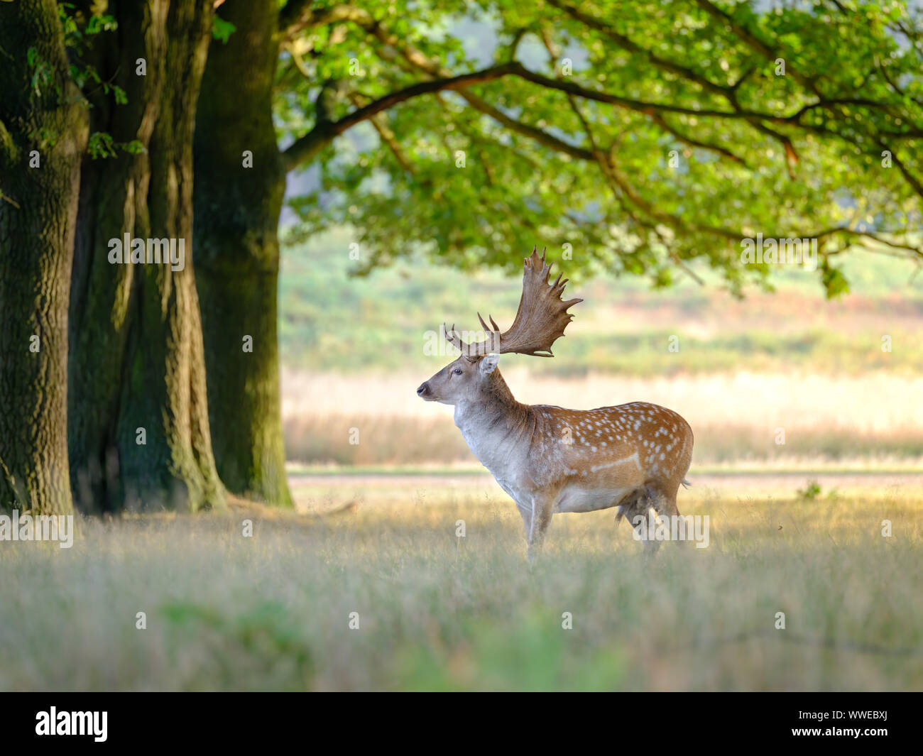 deer-richmond-park-hi-res-stock-photography-and-images-alamy