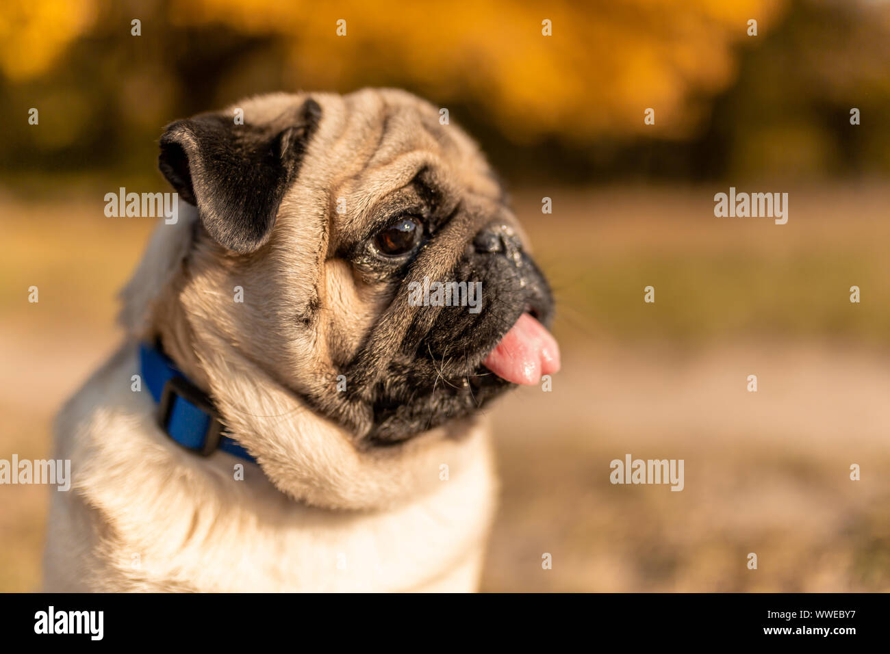 Portrait of a pug dog sitting in the autumn park on yellow leaves against the background of ...