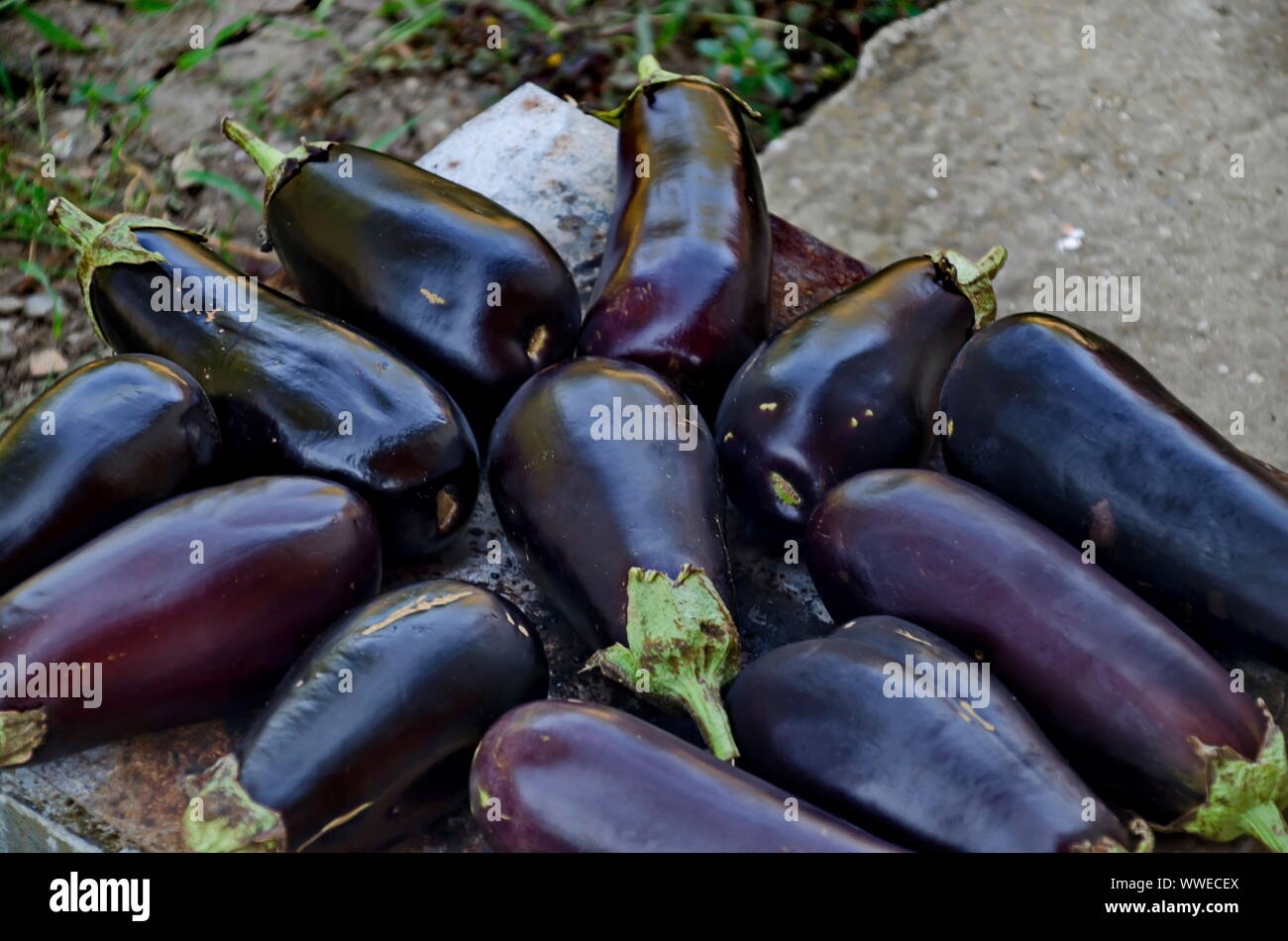 Blue eggplant or aubergine roasting on a gas stove in the garden, Zavet, Bulgaria Stock Photo