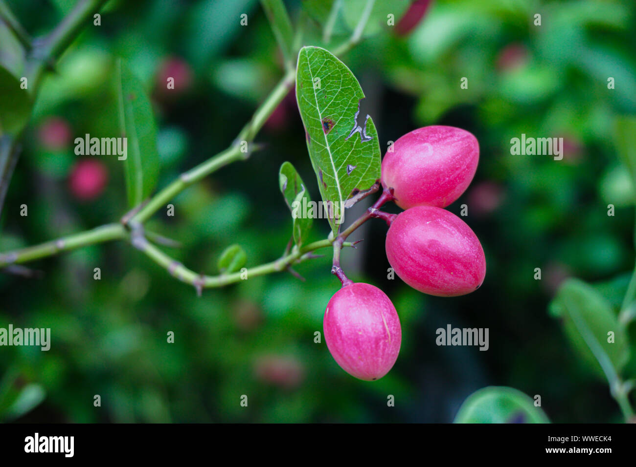 Carissa carandas or karonda are white and red with green leaves. A