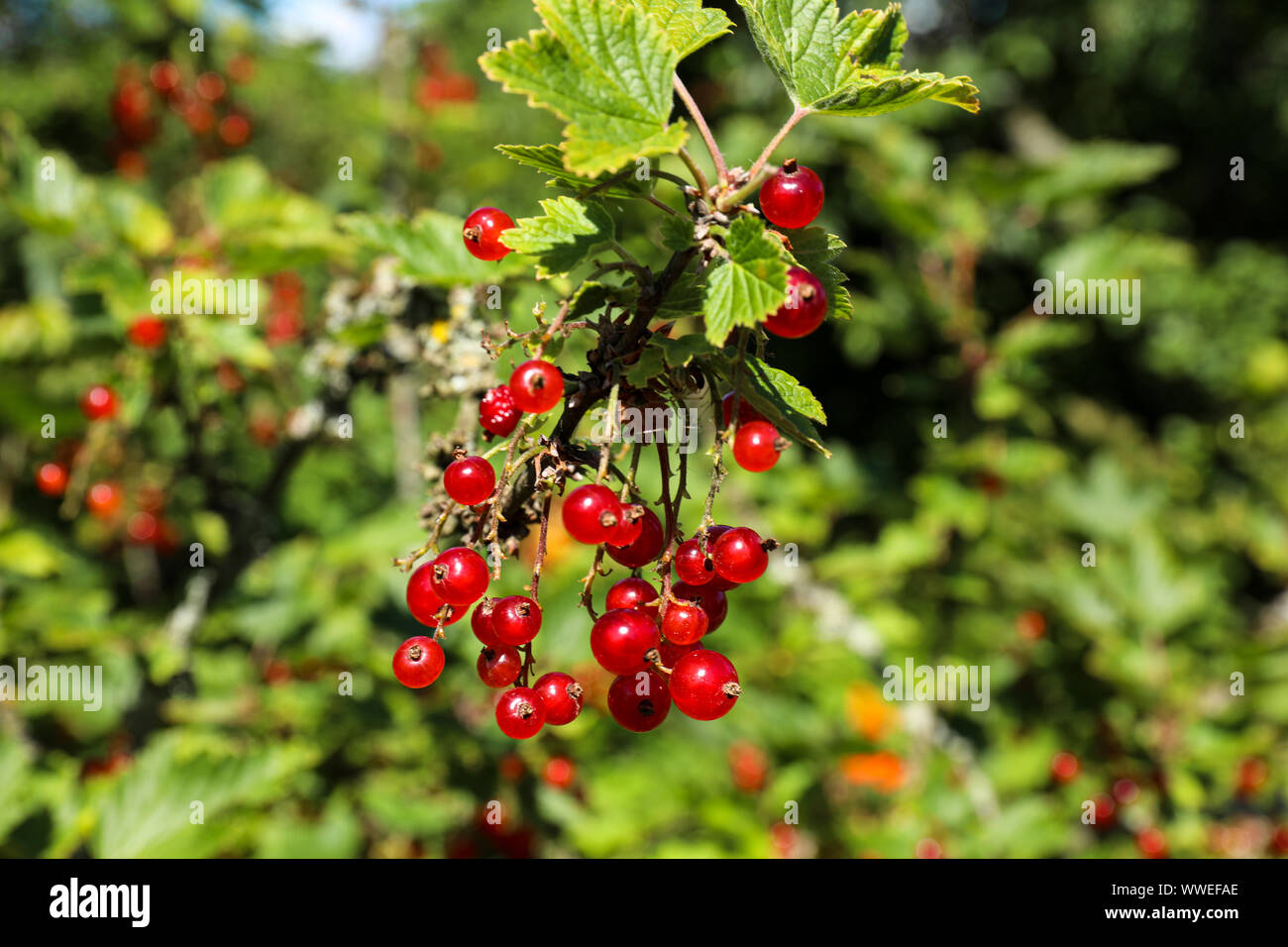 Red currant berries Stock Photo