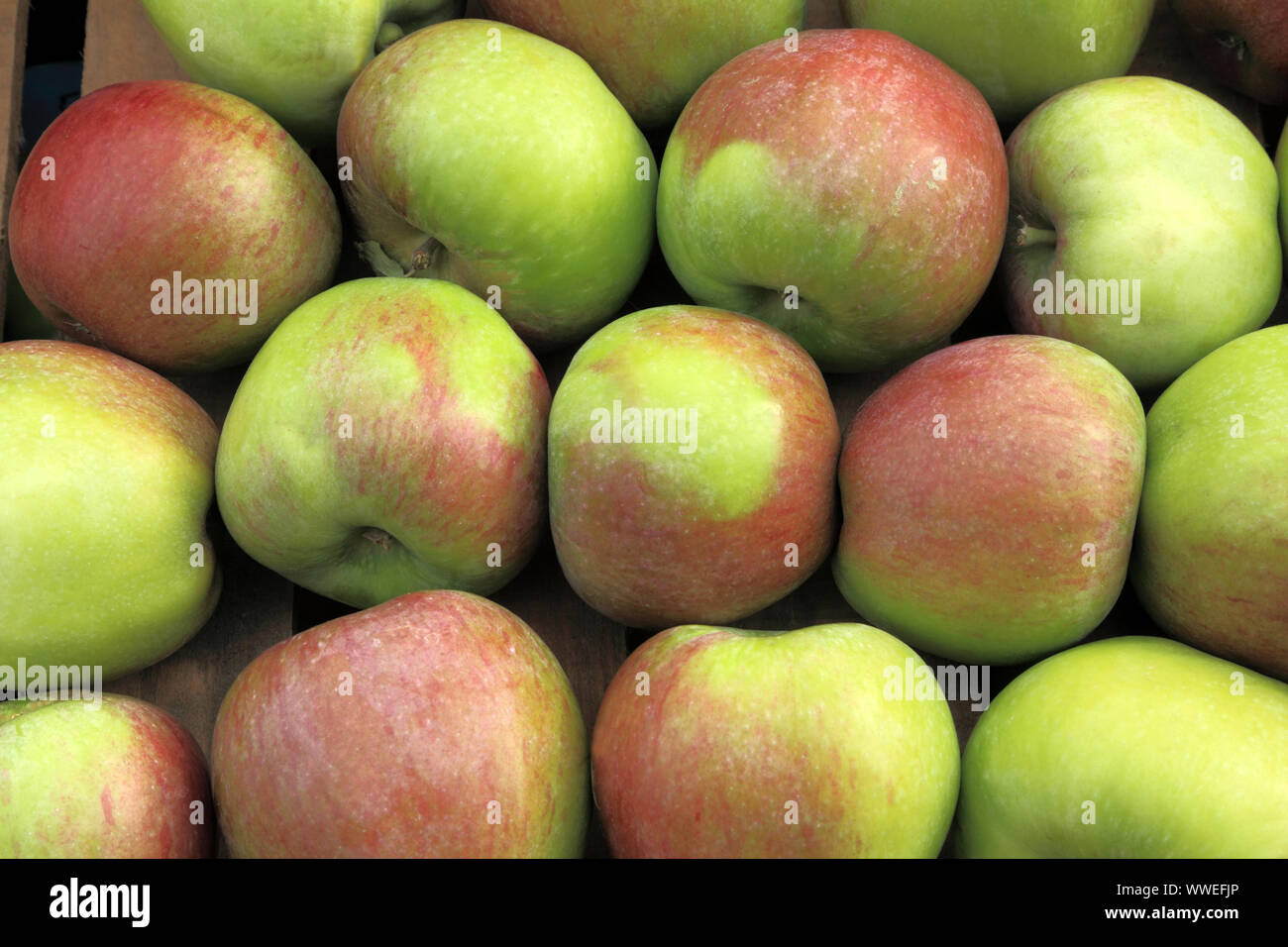 Apple 'Howgate Wonder', apples, cooking apples, apple, Malus Domestica Stock Photo