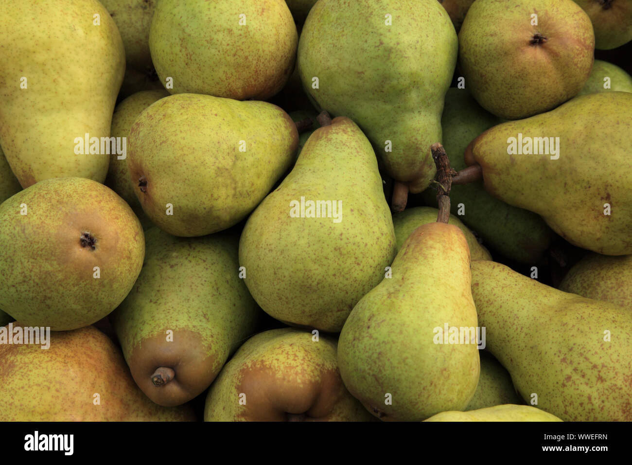 Pear 'Williams Bon Chretien', Pyrus communis, edible fruit, healty eating, pears Stock Photo