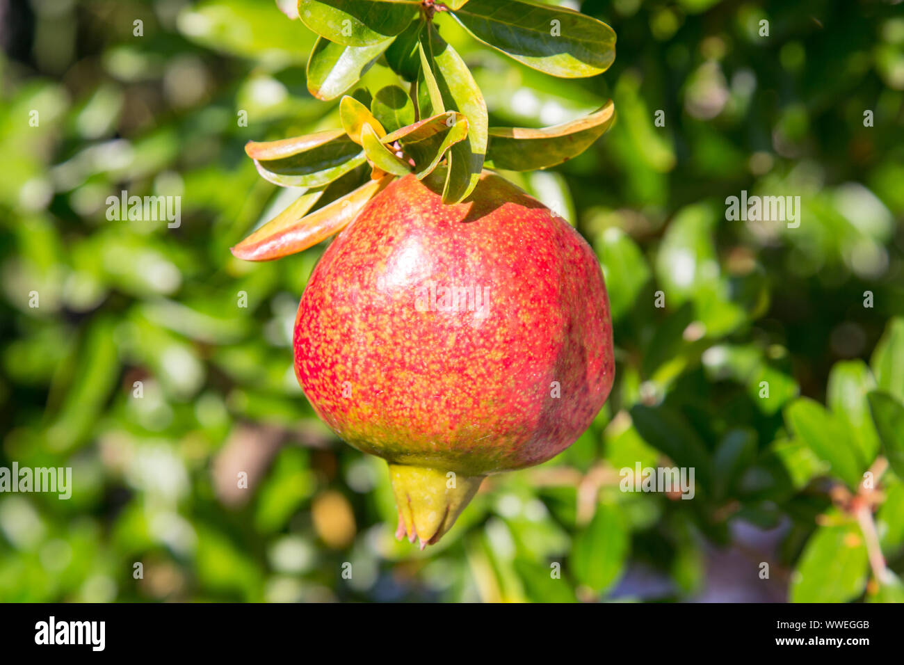 Pomegranate fruit ripening on the bush Stock Photo