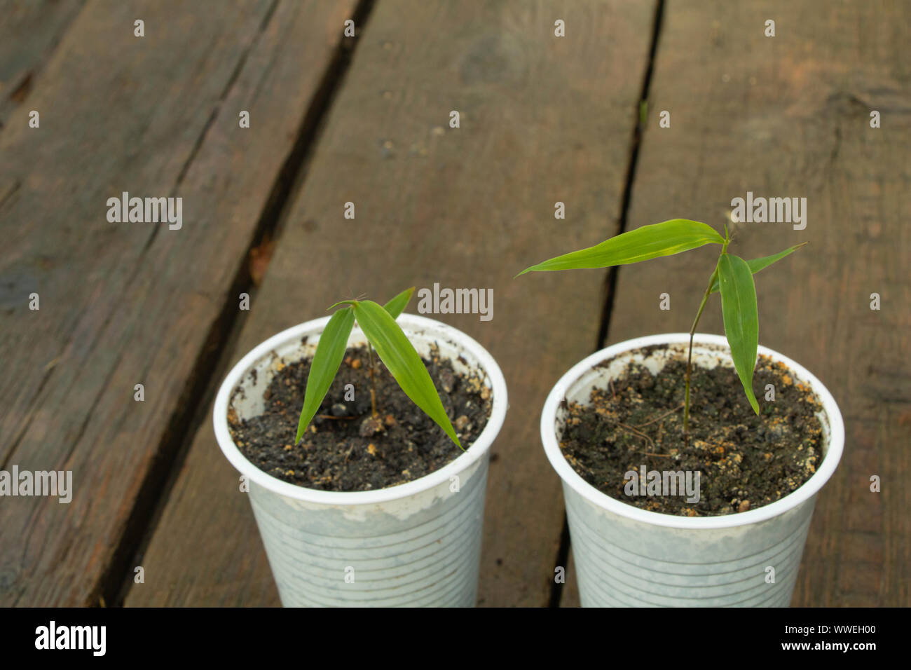 Bamboo seedling hi-res stock photography and images - Alamy