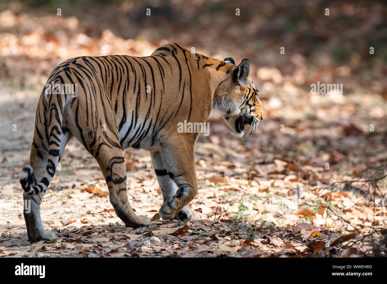 Stealth mode hi-res stock photography and images - Alamy