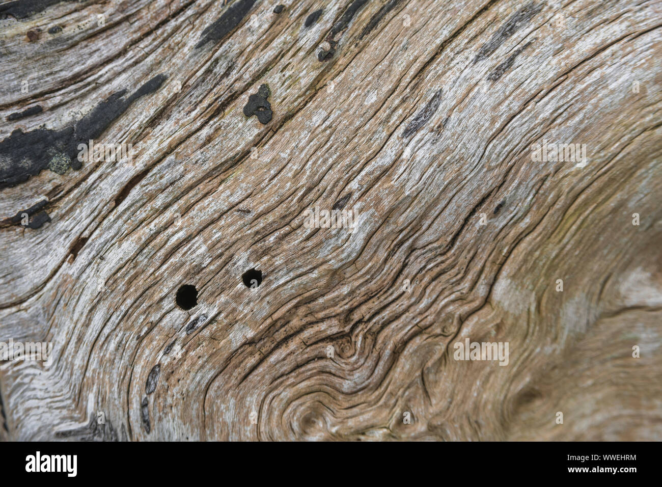 Macro close-up shot of rotting tree trunk wood texture. Curved trunk gives shallow DoF with focus limited to central image parts & rest falling away. Stock Photo