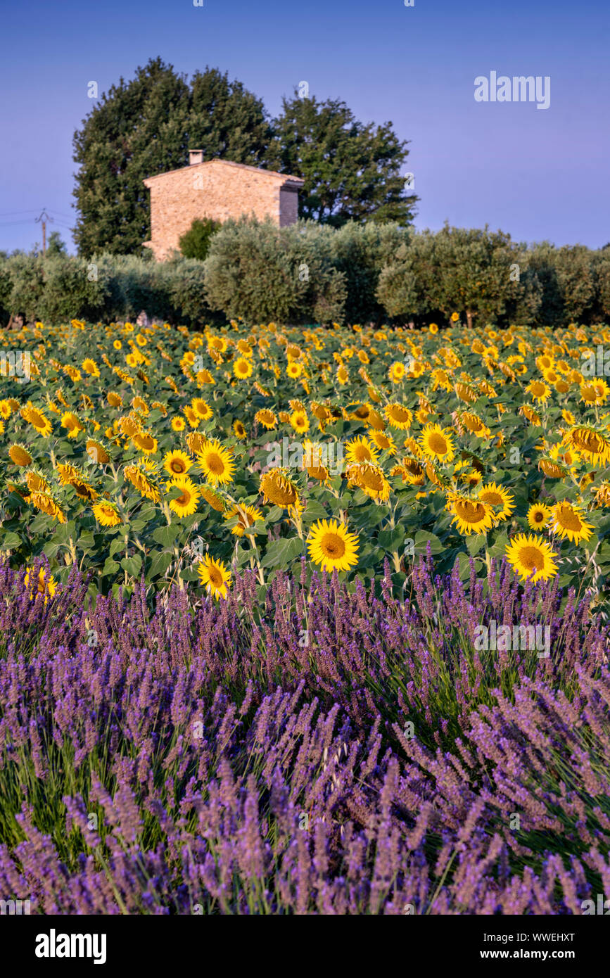 lavender and sunflower field,  Plateau de Valensole, Provence, France Stock Photo