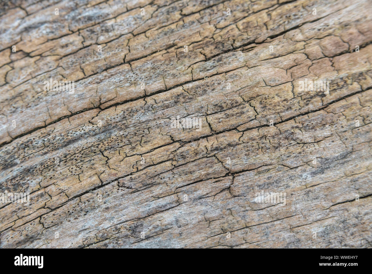 Macro close-up shot of rotting tree trunk wood texture. Curved trunk gives shallow DoF with focus limited to central image parts & rest falling away. Stock Photo