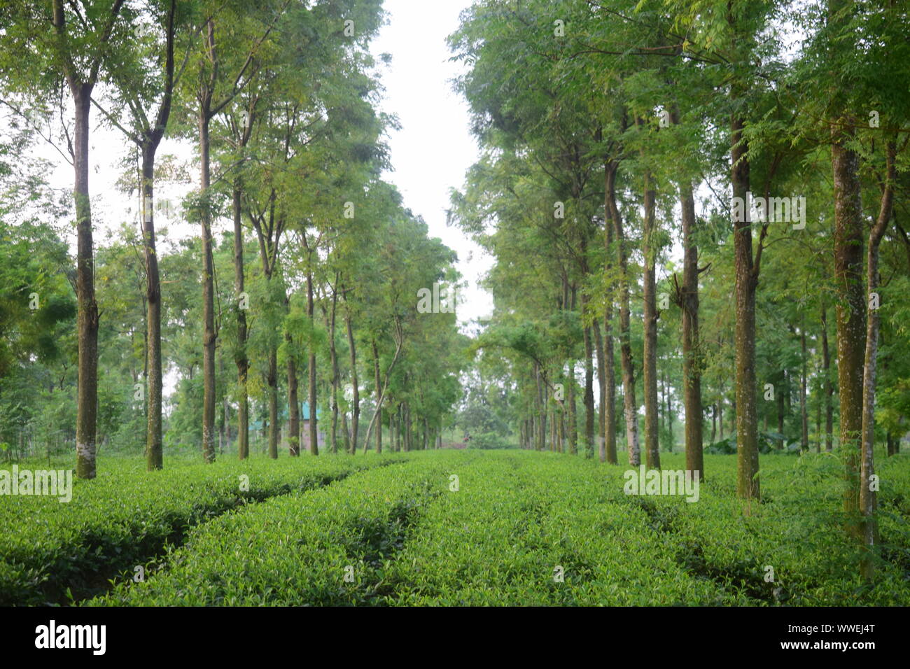 path in tea garden Stock Photo - Alamy