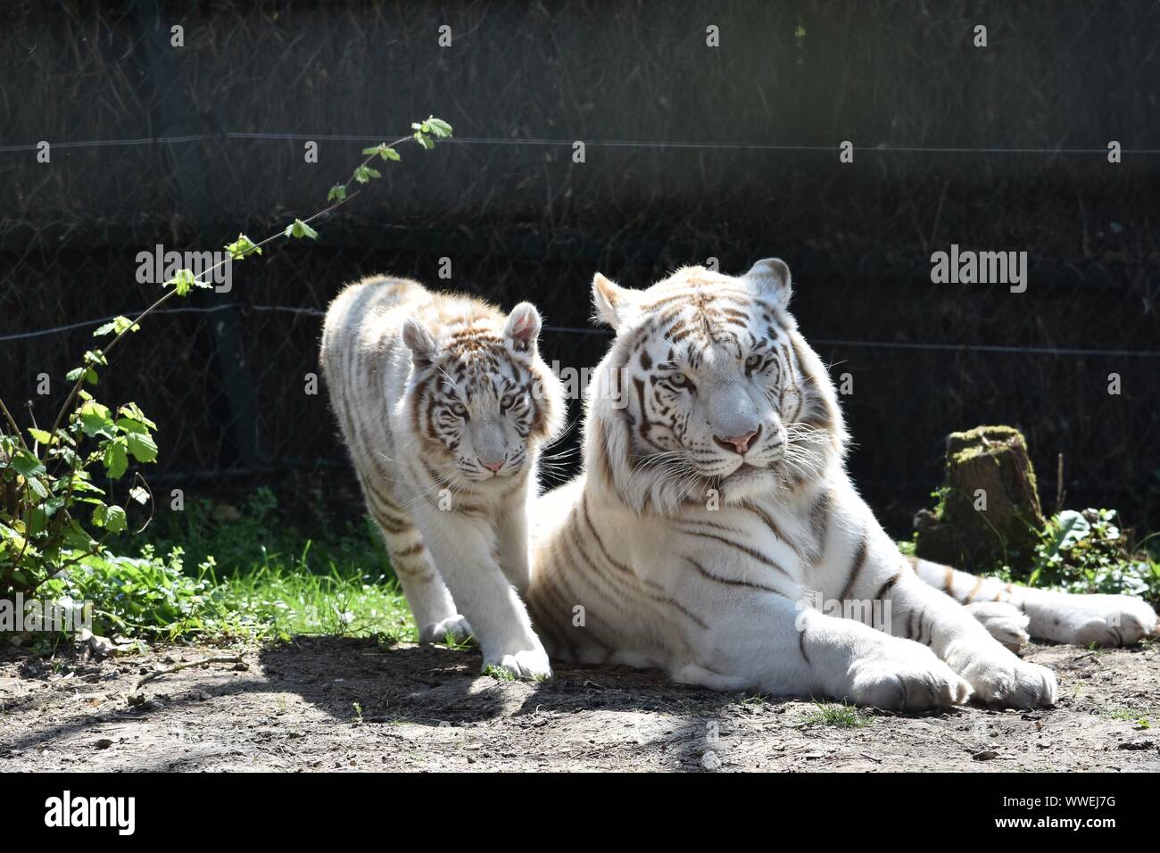 White Tigers, mother and son relaxing on ground Stock Photo