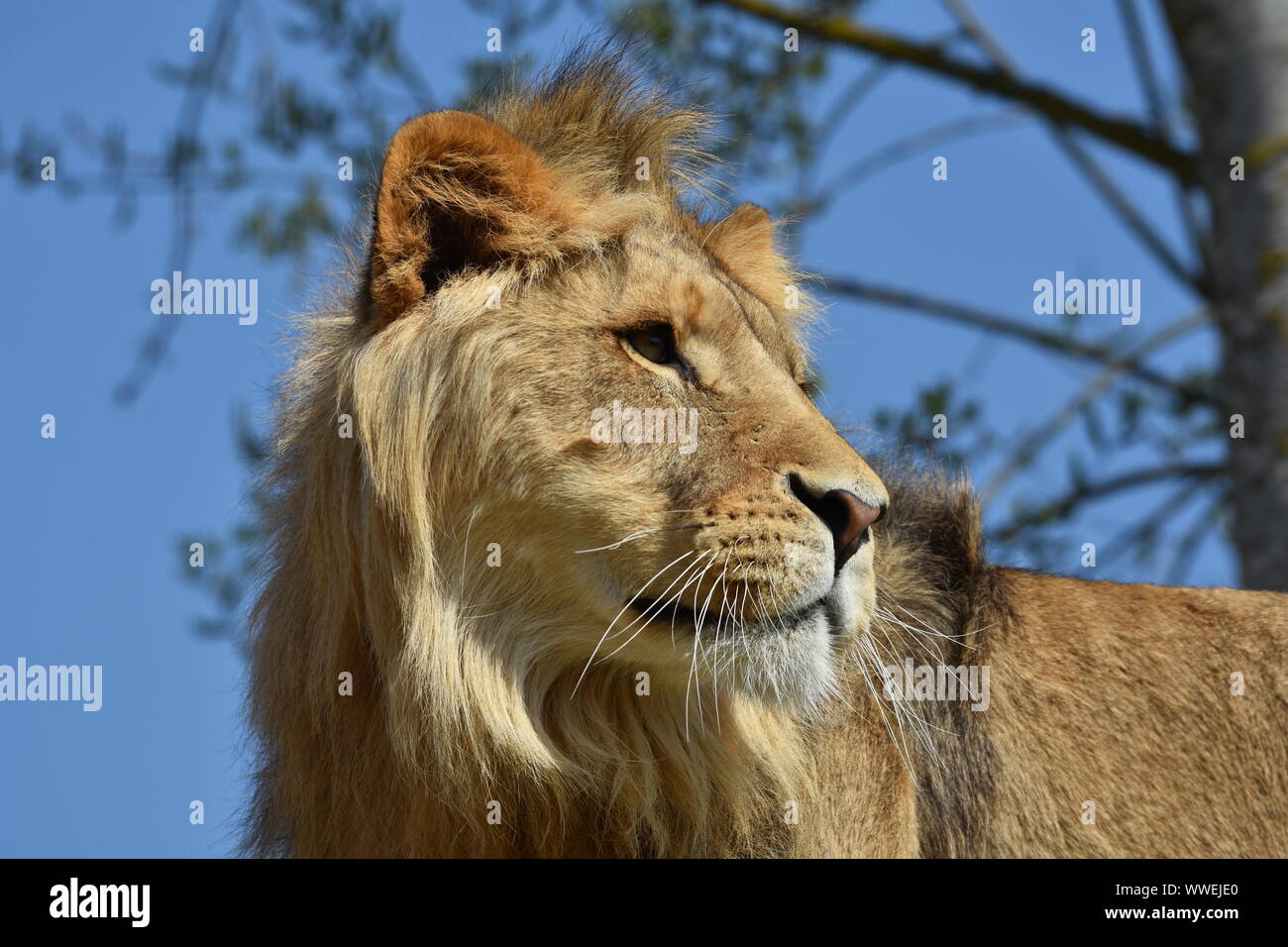 Close up of a young male lion head on blurred blue sky background. Horizontal view Stock Photo