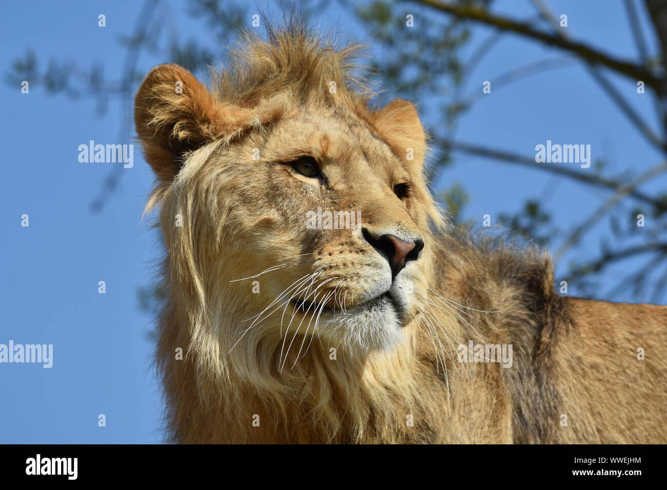 Close up of a young male lion head on blurred blue sky background. Horizontal view Stock Photo