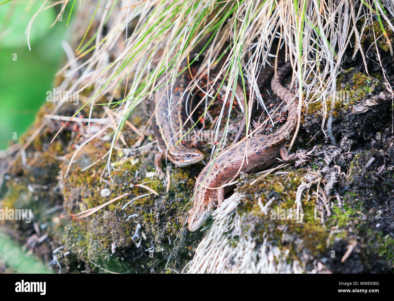 Two viviparous lizards in a thicket on the rocks. Karelia Stock Photo