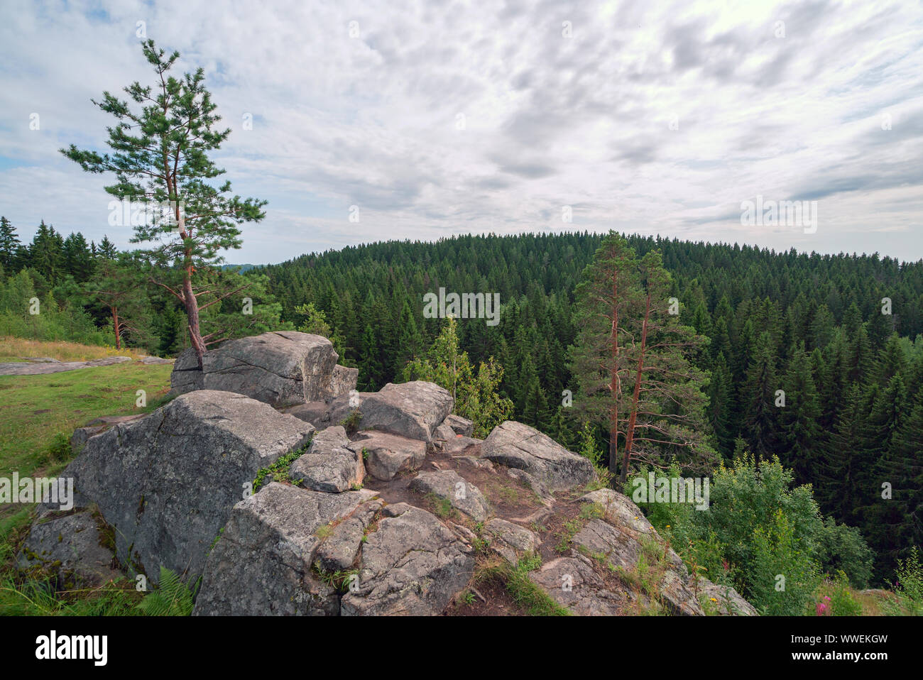 Pine trees among the stones on a rocky cliff . River Hellenici , Karelia Stock Photo