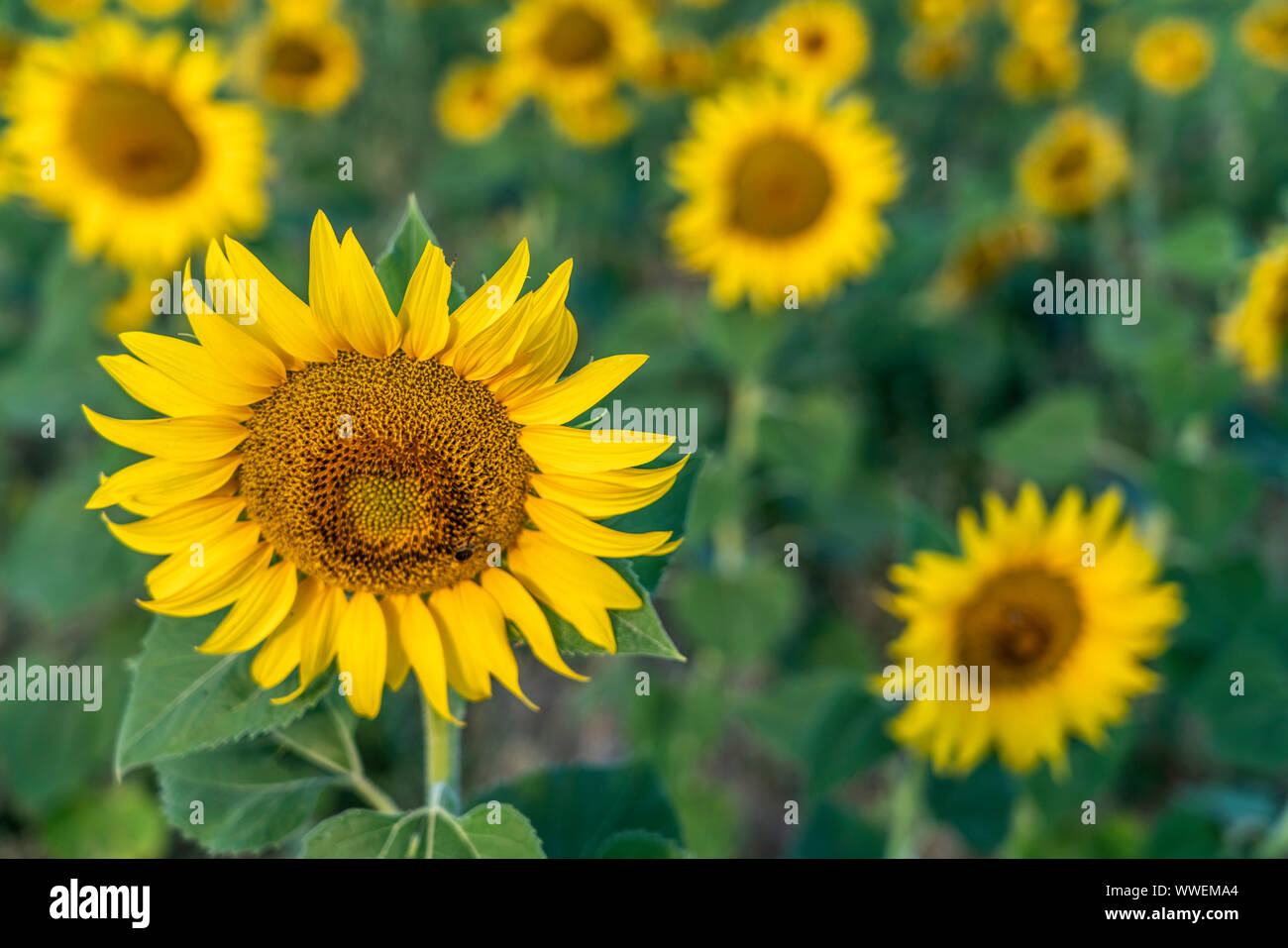sunflower field, Plateau de Valensole, Provence, Frankreich Stock Photo