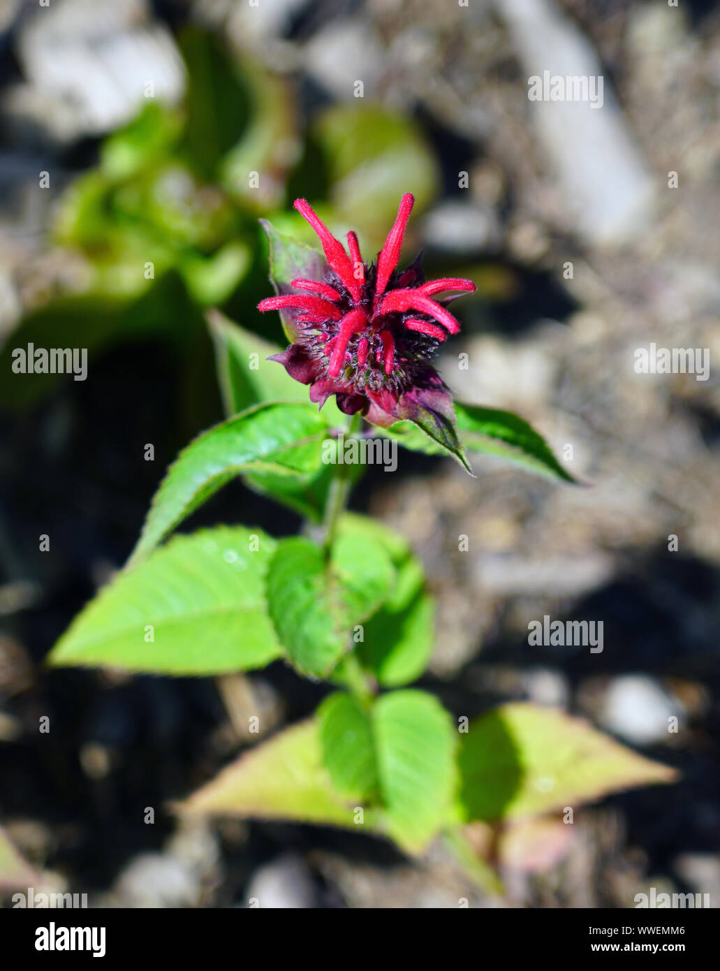 Red flowers of bee balm Monarda Didyma Cambridge Scarlet Stock Photo
