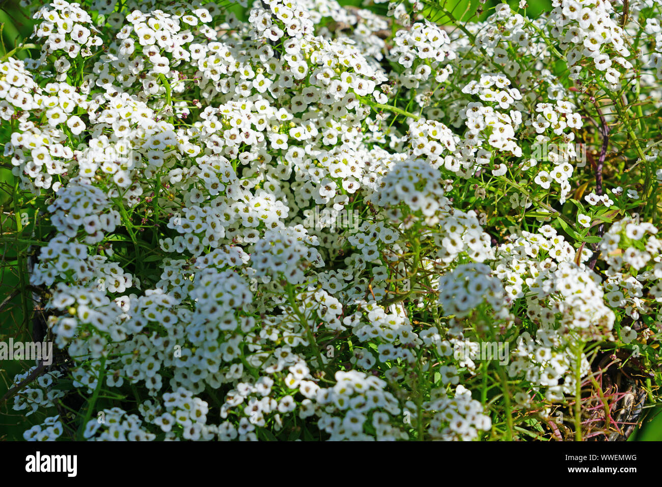 Tiny white flowers of Alyssum Maritimum Stock Photo - Alamy