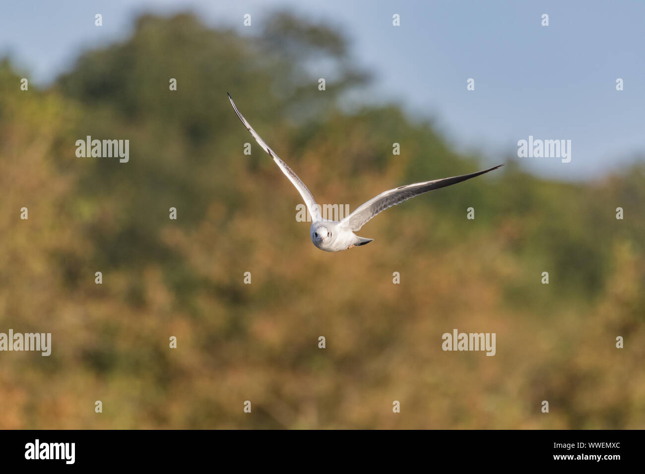 A single black headed gull in flight in winter. Stock Photo