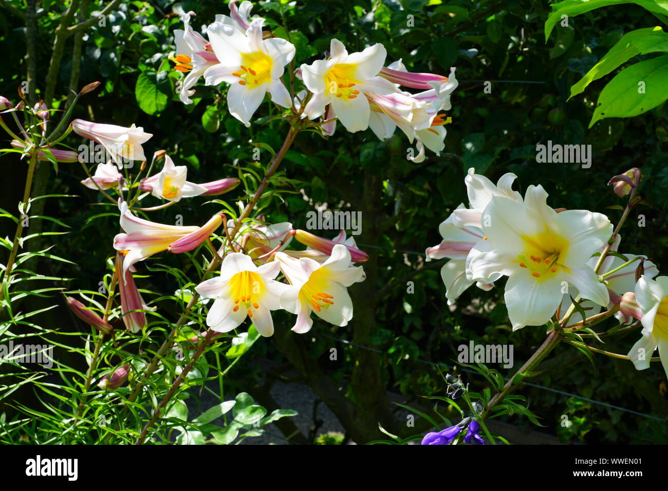 White trumpet flowers of Lilium Regale Royal Lily growing in the garden
