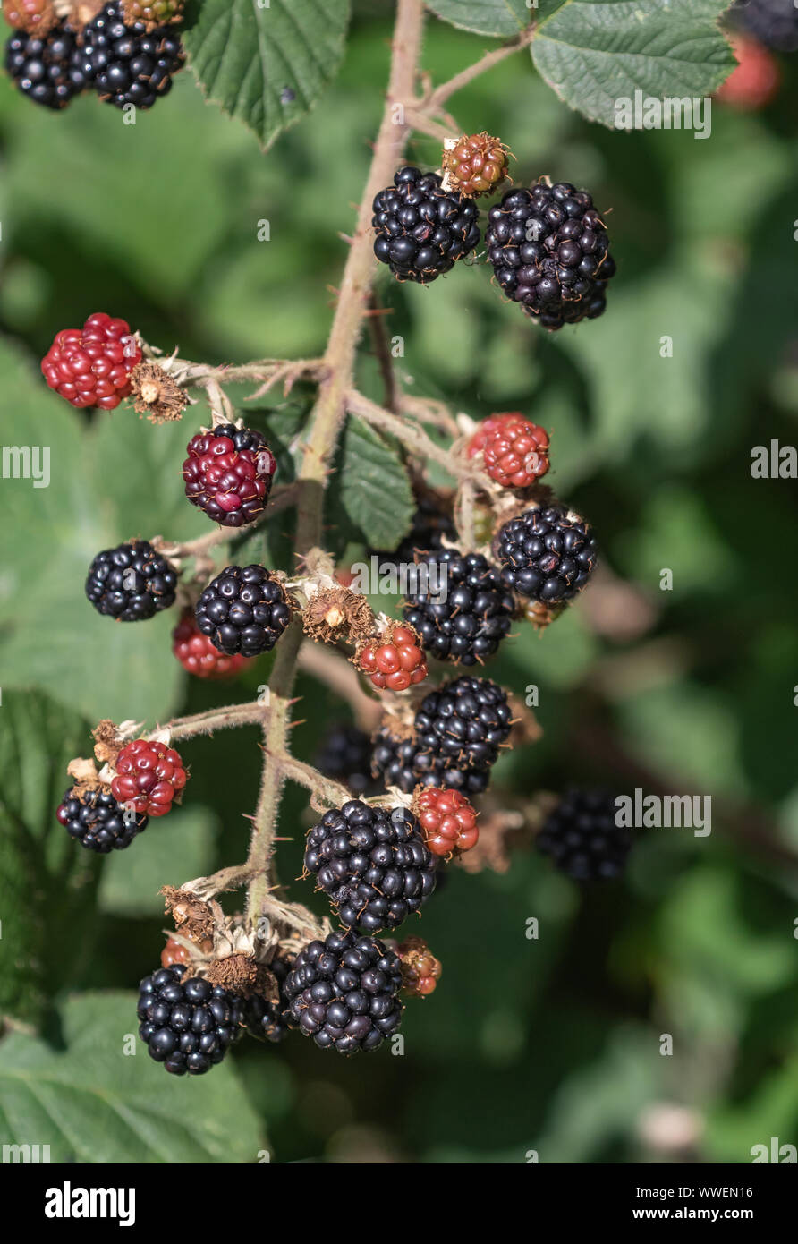 Ripened blackberries hires stock photography and images Alamy
