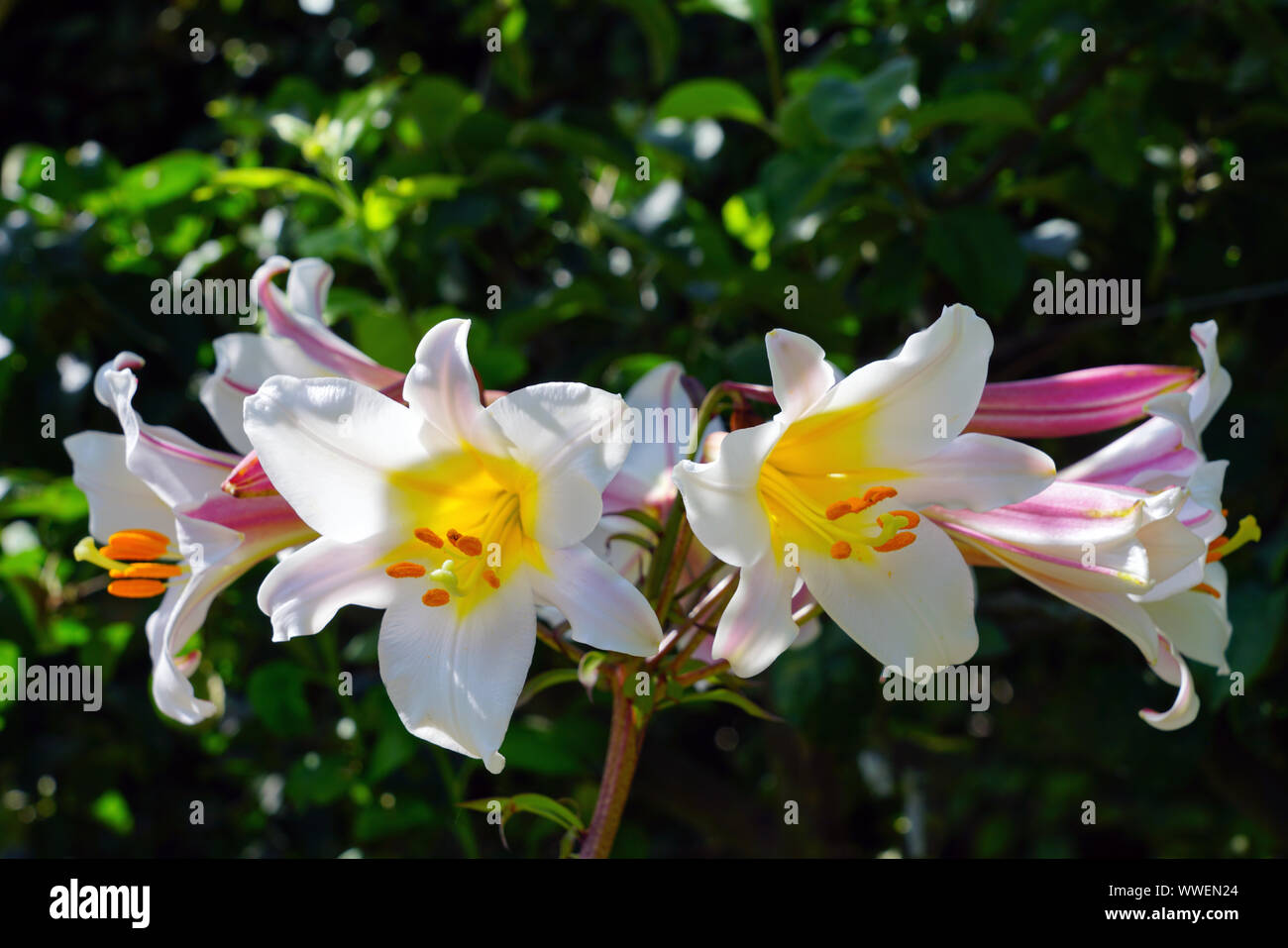 White trumpet flowers of Lilium Regale Royal Lily growing in the garden