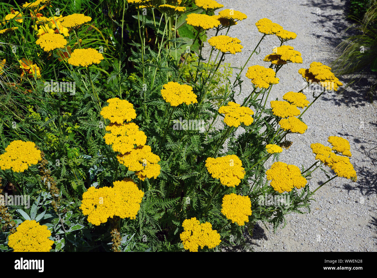 Achillea Moonshine High Resolution Stock Photography And Images Alamy