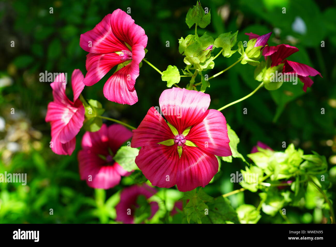 Pink mallow flowers of Malope Trifida Stock Photo