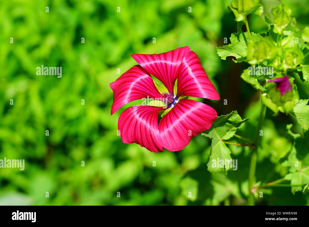 Pink mallow flowers of Malope Trifida Stock Photo