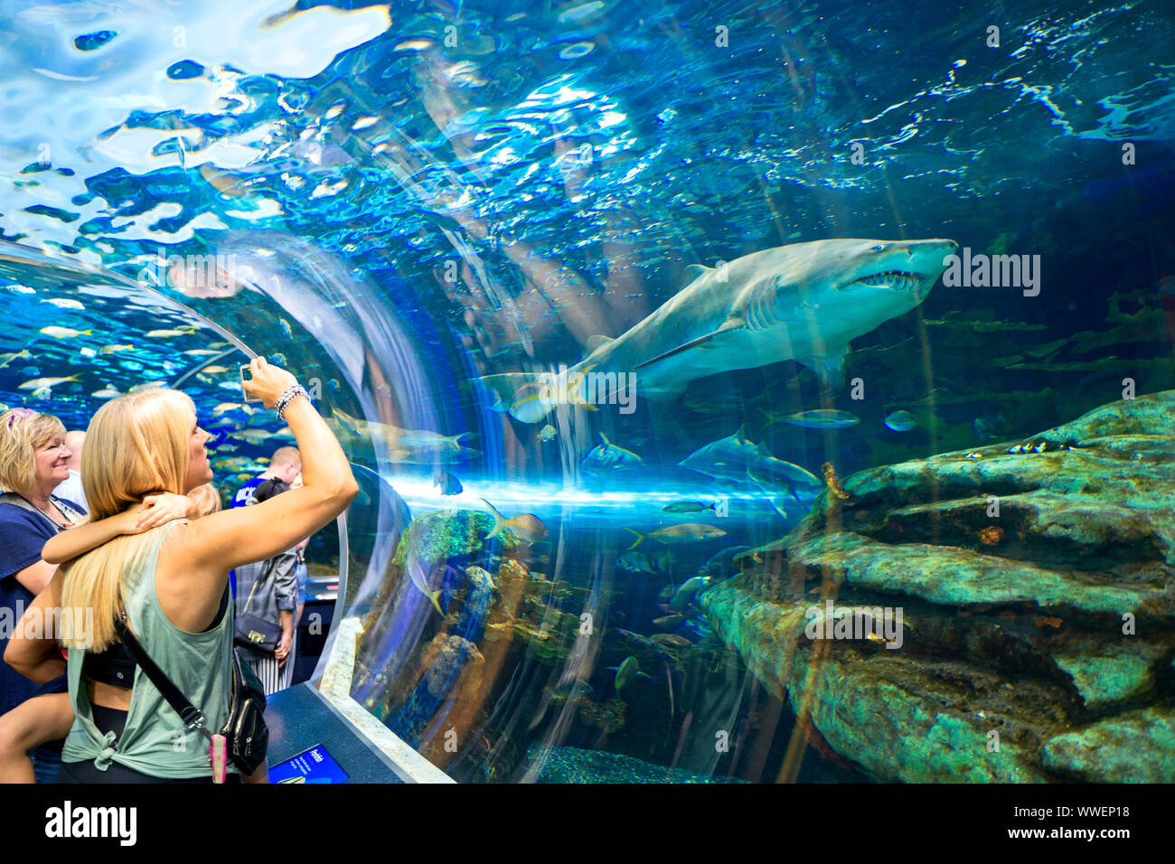 Ripley's Aquarium of Canada, People viewing sharks and other sea life at a public aquarium in Toronto, Tourists viewing marine animals Stock Photo - Alamy Ripley's Aquarium of Canada, People viewing sharks and other sea life at a public aquarium in Toronto, Tourists viewing marine animals Stock Photo - Alamy
