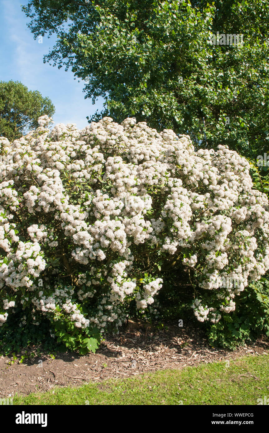 Olearia x haastii Daisy bush covered in corymbs full of white flowers  A evergreen perennial coastal shrub that is ideal for hedges and fully hardy Stock Photo