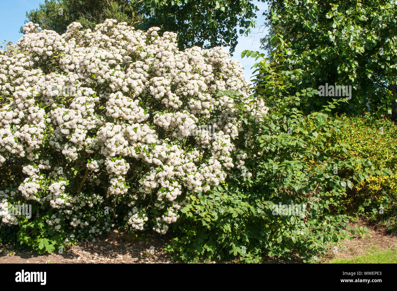 Olearia x haastii Daisy bush covered in corymbs full of white flowers  A evergreen perennial coastal shrub that is ideal for hedges and fully hardyHor Stock Photo