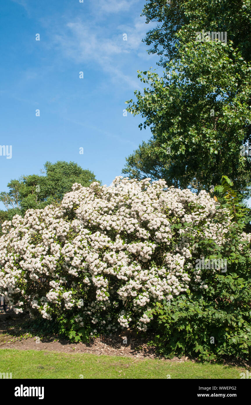 Olearia x haastii Daisy bush covered in corymbs full of white flowers  A evergreen perennial coastal shrub that is ideal for hedges and fully hardy Stock Photo