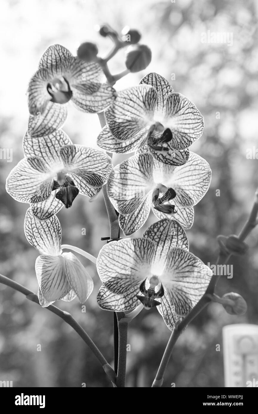 Phalaenopsis orchid. Floral concept. Orchid growing tips. How take care