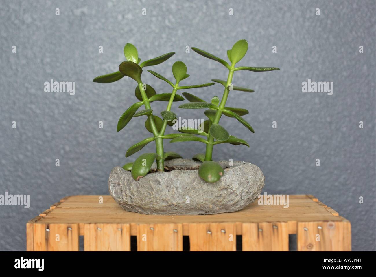 A jade plant in a stone pot Stock Photo Alamy