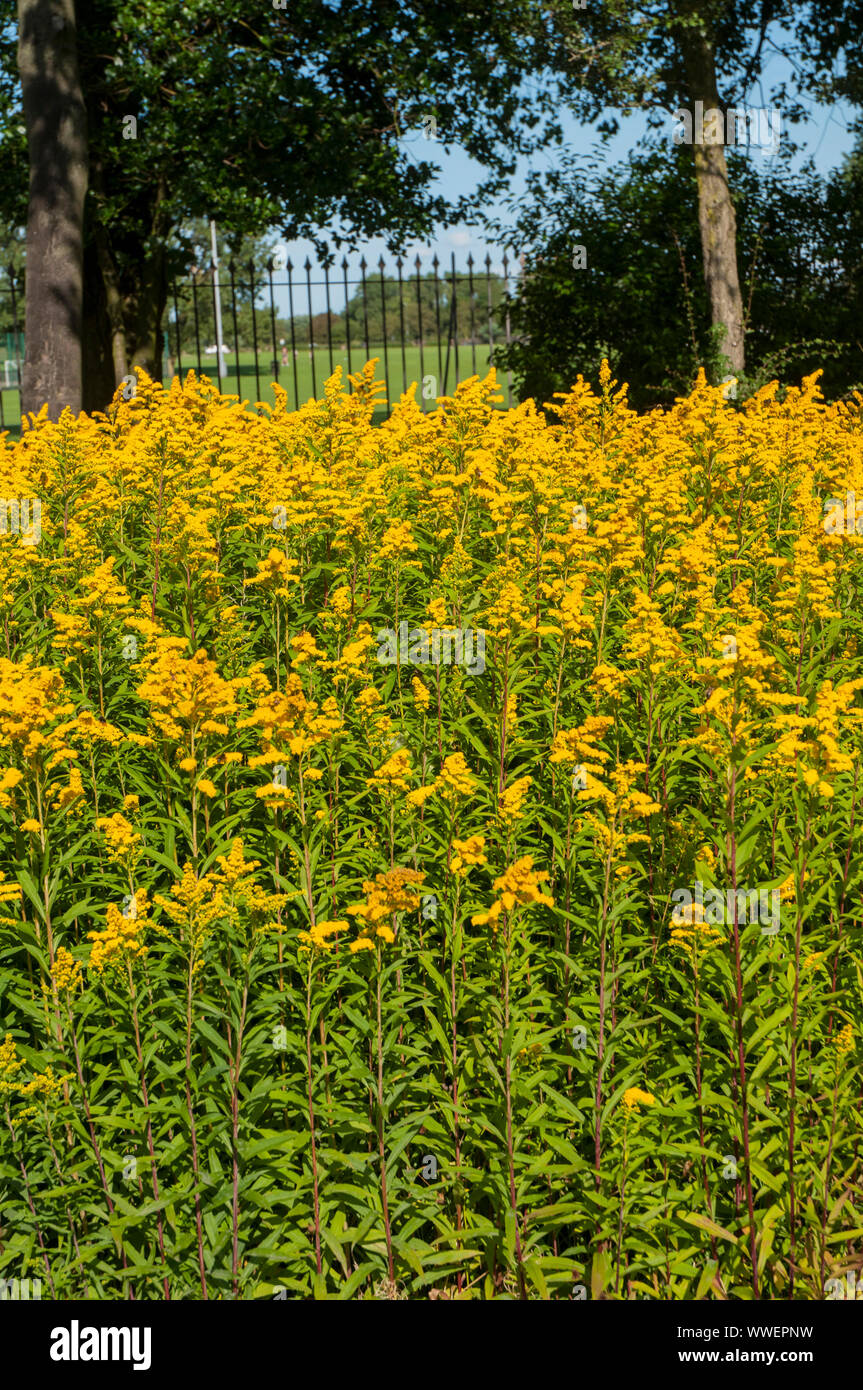 Large clump of Solidago Golden rod growing in an herbaceous border  This is a herbaceous perennial and is fully hardy Stock Photo
