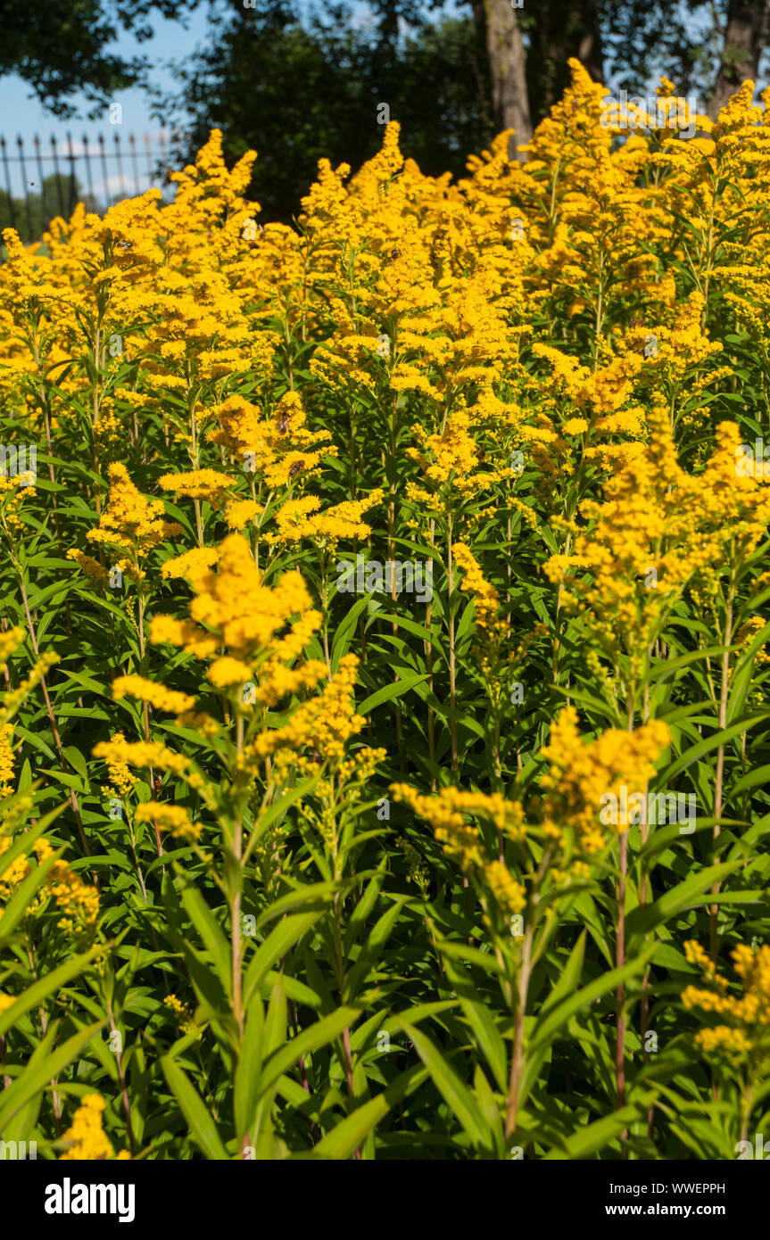 Large clump of Solidago Golden rod growing in an herbaceous border  This is a herbaceous perennial and is fully hardy Stock Photo