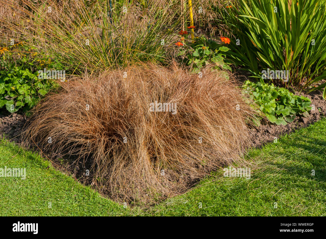 Carex flagellifera Sedge growing in a herbaceous border This is a evergreen perennial and is fully hardy Stock Photo