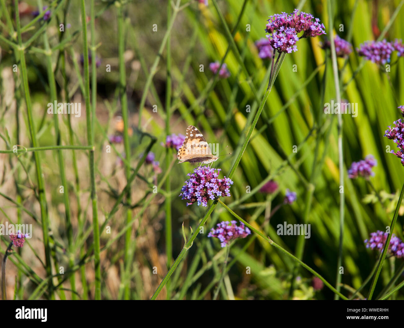 Painted Lady butterfly feeding on Verbena bonariensis in a wild garden Stock Photo