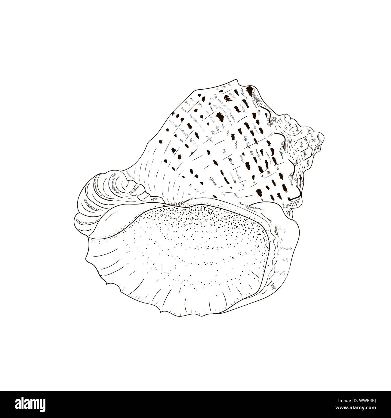 Sea shell rapana venosa isolated on white. Hand drawn sketch. Vector illustration. Stock Vector