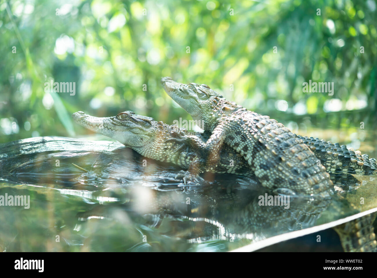 baby crocodiles in a tank Stock Photo