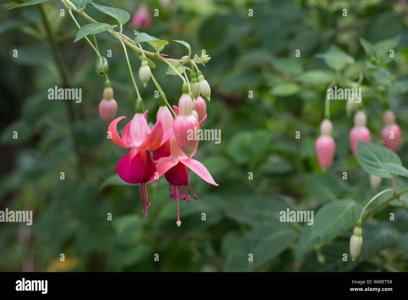 Fuchsia 'Cricket'. Stock Photo