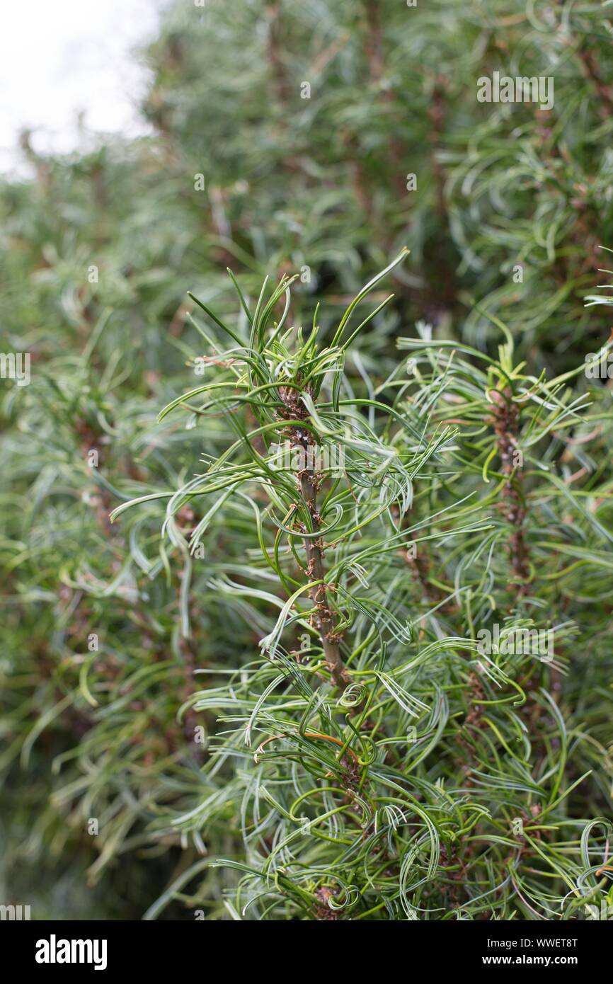 Pinus strobus 'Mini Twists'. Stock Photo